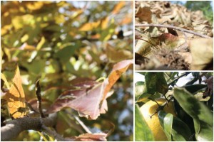 Autumn Leaves And Fruit On Trees